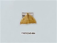 藏品(五倍樹鉤蛾)的圖片